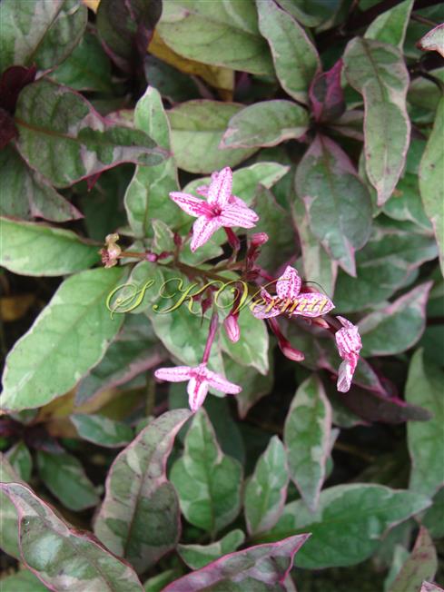  Flowering Shoot